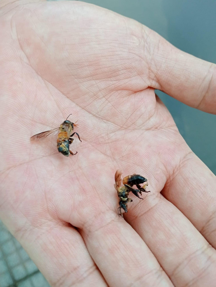 Ong đốt trẻ - Ảnh BVCC