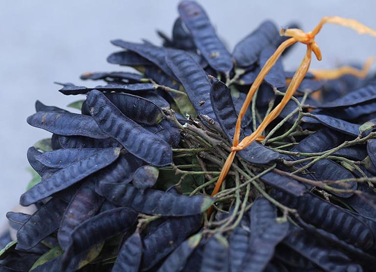 Giá trị chữa bệnh bất ngờ từ quả bồ kết ảnh 1