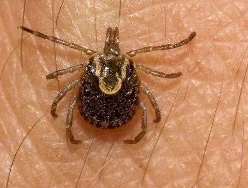 Địa chỉ vàng: Các bệnh viện điều trị bệnh sốt mò tốt ảnh 1