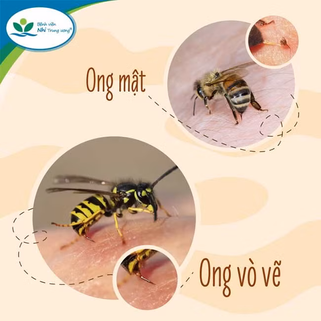 Ong bao gồm 02 họ chính là họ ong vò vẽ và họ ong mật - ảnh BVCC