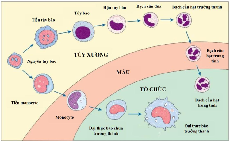 Quá trình phát triển và biệt hóa tế bào máu bình thường của tủy xương - Ảnh BSCC