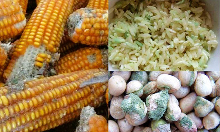 Thời tiết nồm ẩm, nếu bảo quản kém sẽ sản sinh ra các loại nấm như nấm xanh, nấm có mũ… đều chứa chất aflatoxin, chất cực độc đối với sức khỏe con người - Ảnh minh họa