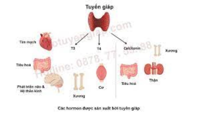 Hormon tuyến giáp ảnh hưởng tới nhiều bộ phận cơ thể - Ảnh minh họa