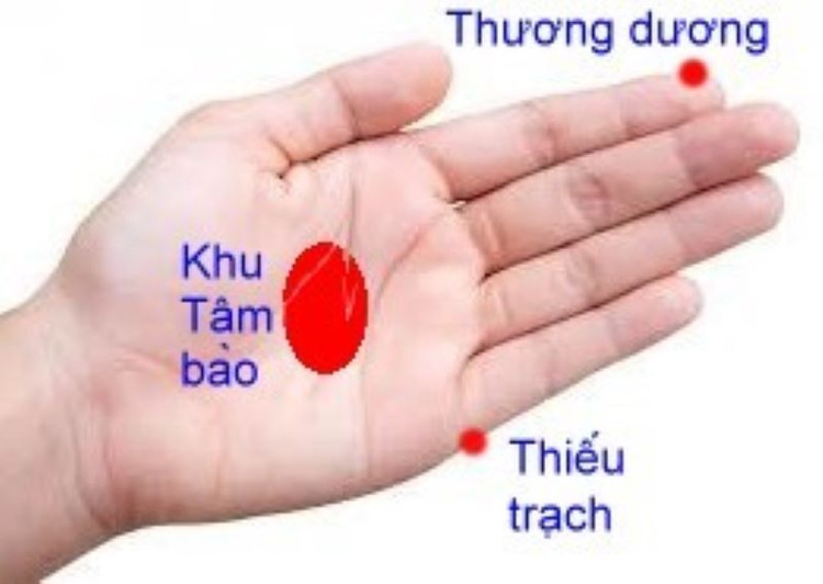 Vị trí các huyệt vị - Ảnh BSCC