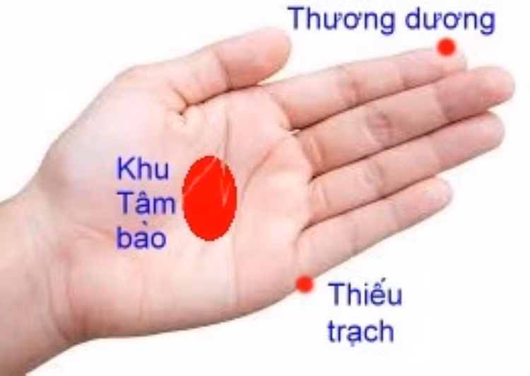 Vị trí các huyệt vị - Ảnh BSCC