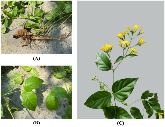 Hình ảnh các bộ phận cây lá ngón.