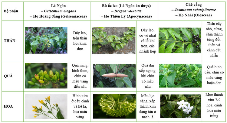 Một số thực vật dễ nhầm lẫn với cây lá ngón (Nguồn Viện kiểm nghiệm an toàn vệ sinh thực phẩm Quốc gia)