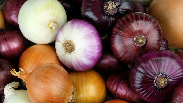 Hành tây chứa các hợp chất thực vật rất có lợi cho sức khỏe - Ảnh minh họa