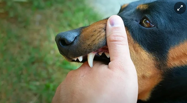 Tử vong do bệnh dại tăng cao gấp đôi: Phòng tránh thế nào?