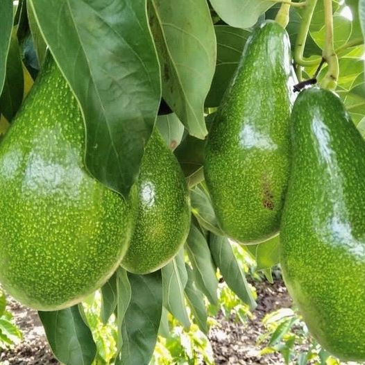 Quả bơ: Dinh dưỡng phong phú và vượt trội nhưng nhiều người ăn vào nguy hiểm - Ảnh minh họa