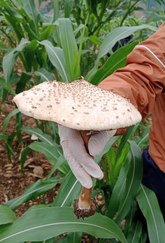 Nấm mọc vườn ngô nơi các cháu nhỏ đã hái về ăn - Ảnh: CCVSATTP Hà Giang