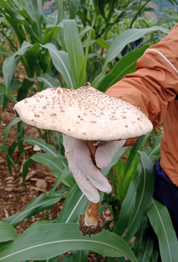 Nấm mọc vườn ngô nơi các cháu nhỏ đã hái về ăn - Ảnh: CCVSATTP Hà Giang Nấm mọc vườn ngô nơi các cháu nhỏ đã hái về ăn - Ảnh: CCVSATTP Hà Giang