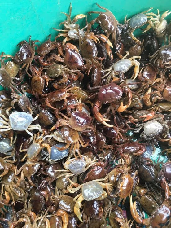 Thịt cua là “thần dược” cho tuyến giáp nên bổ sung thường xuyên - Ảnh minh họa