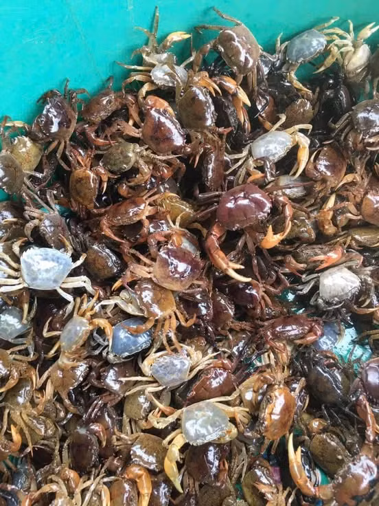 Thịt cua là “thần dược” cho tuyến giáp nên bổ sung thường xuyên - Ảnh minh họa