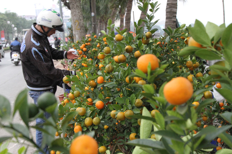 Chọn quất tứ quý chuẩn phong thủy rước tài lộc ảnh 1