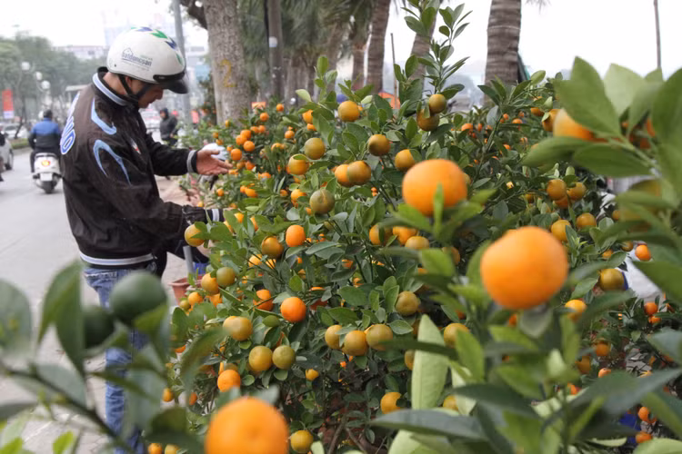 Chọn quất tứ quý chuẩn phong thủy rước tài lộc ảnh 1