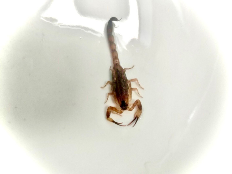 Hình ảnh con bọ cạp cắn bệnh nhân - Ảnh: Trung tâm Y tế thị xã Quảng Yên