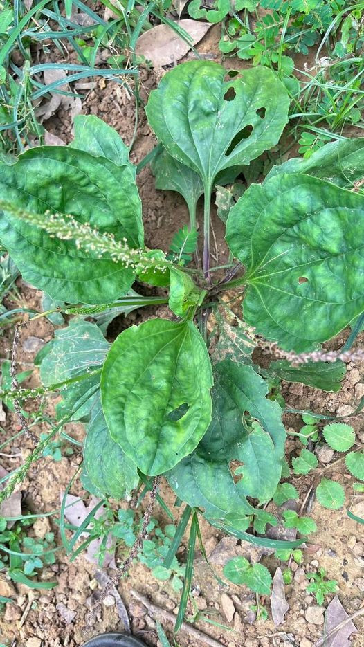 Cây mã đề - Ảnh minh họa