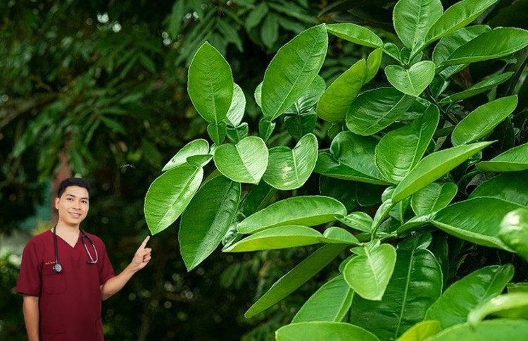 Lá bưởi: &quot;Điều may mắn&quot; cho năm mới