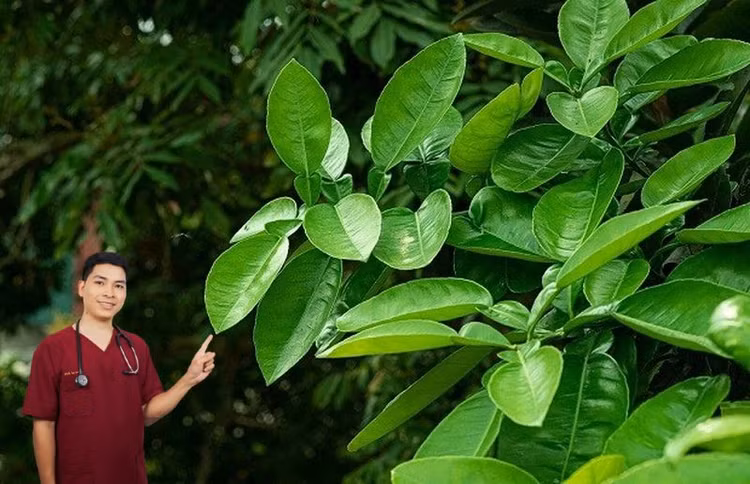 Lá bưởi: "Điều may mắn" cho năm mới Lá bưởi: "Điều may mắn" cho năm mới