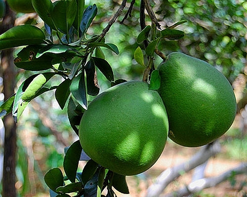 Bưởi không chỉ cây ăn quả ngon mà còn là vị thuốc chữa nhiều bệnh - Ảnh minh họa