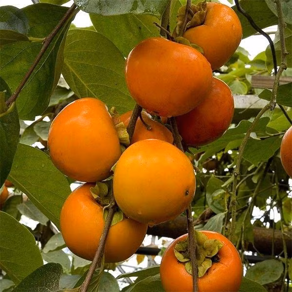 Ăn hồng cần chú ý để tránh mang bệnh vào thân