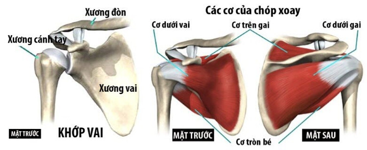 Hình ảnh giải phẫu khớp vai - Ảnh BSCC