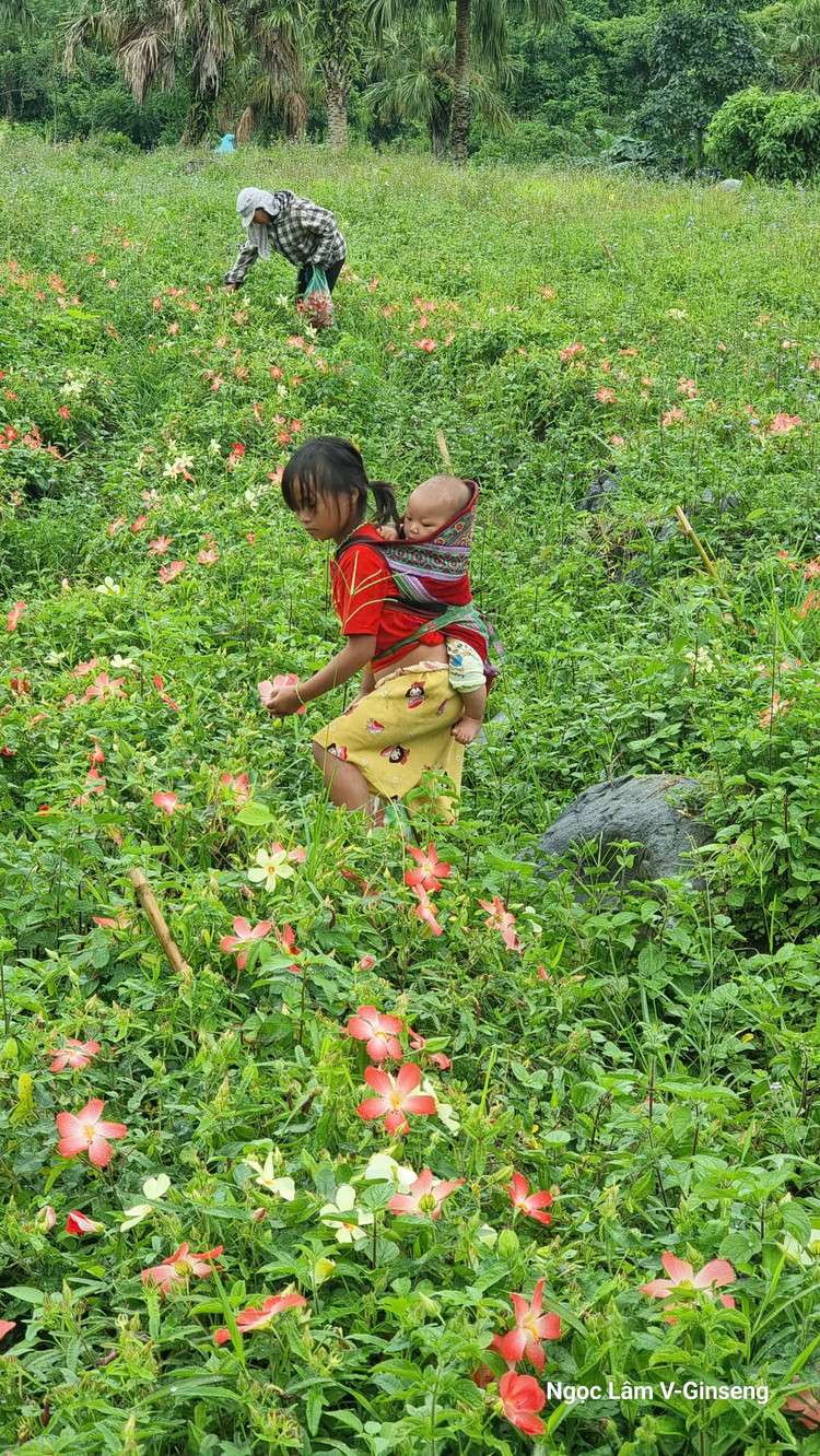 Người dân thu hái sâm bố chính làm thuốc