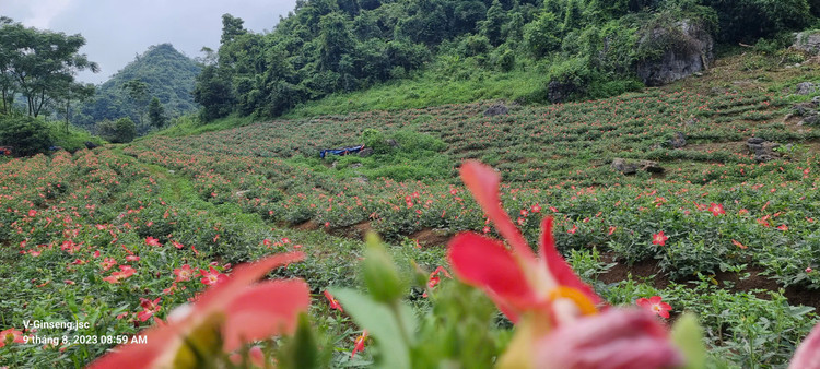 Cây sâm bố chính được trồng ở Bản Tèn, xã Văn Lăng, huyện Đồng Hỷ, tỉnh Thái Nguyên