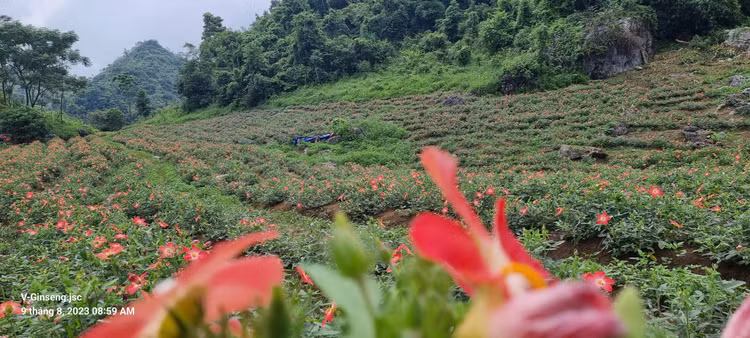 Cây sâm bố chính được trồng ở Bản Tèn, xã Văn Lăng, huyện Đồng Hỷ, tỉnh Thái Nguyên