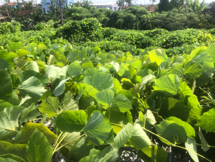 Cây sắn dây ta của Việt Nam - Ảnh BSCC Cây sắn dây ta của Việt Nam - Ảnh BSCC