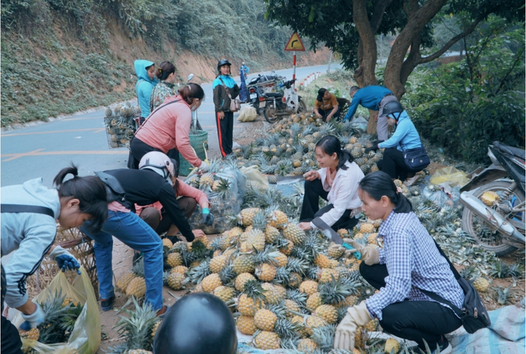 Buôn bán dứa tại Lào cai