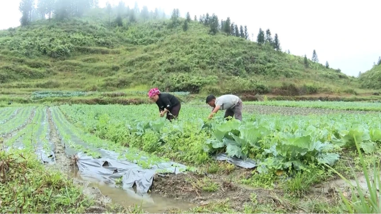 Phát triển trồng rau ôn đới mang lại giá trị kinh tế cao cho chị em Lào Cai