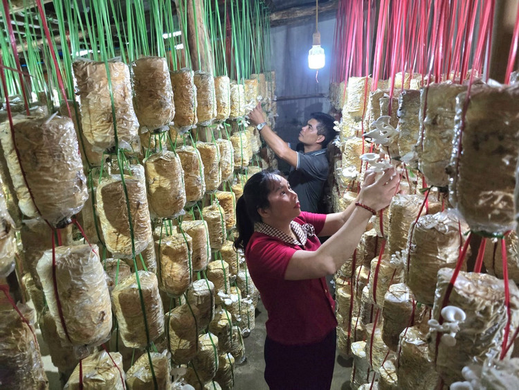 Xưởng trồng nấm của chị Hoàng Thị Hiền