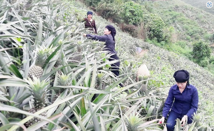 Trồng dứa mang giúp nhiều gia đình chị em phụ nữ Lào cai thoát nghèo