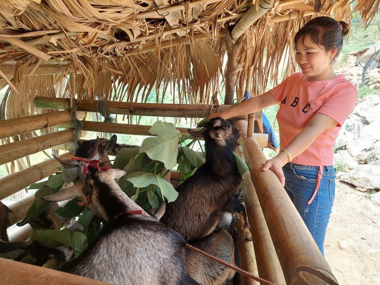 Chị Trương Thị Nhầu phấn khởi với đàn dê đang sinh trưởng tốt