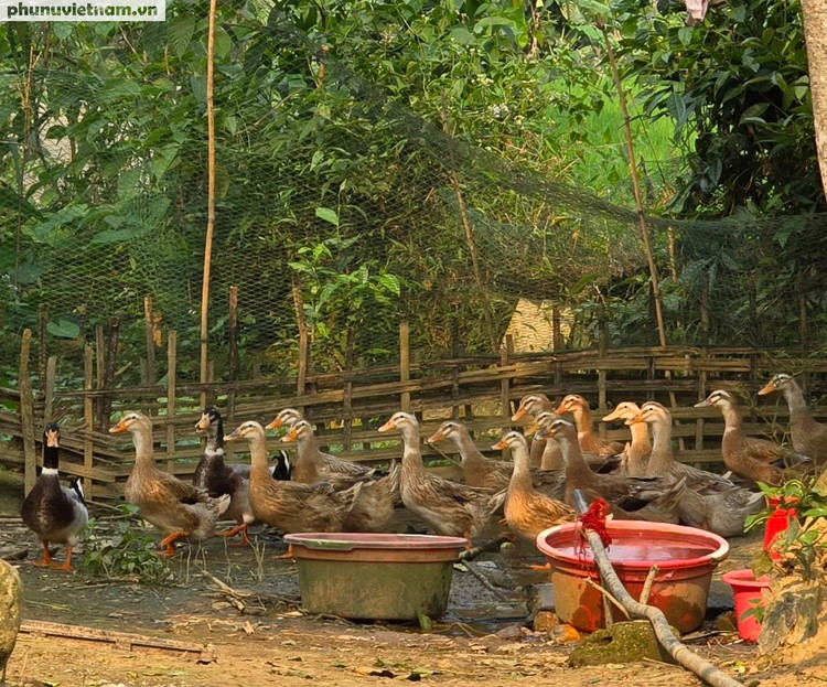 Mô hình sinh kế chăn nuôi vịt bầu cổ ngắn được lựa chọn vì phù hợp với điều kiện địa lý của thôn Yên Thành, xã Yên Lập, huyện Quang Bình