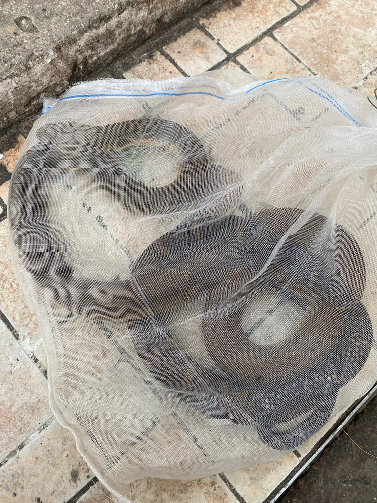 Con rắn hổ chúa bệnh nhân bắt