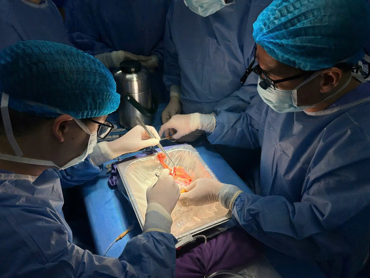 Các bác sĩ phẫu tích tạng trước khi ghép - Ảnh BVCC