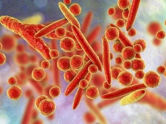 Virus Mycoplasma gây viêm phổi - Ảnh minh họa Virus Mycoplasma gây viêm phổi - Ảnh minh họa