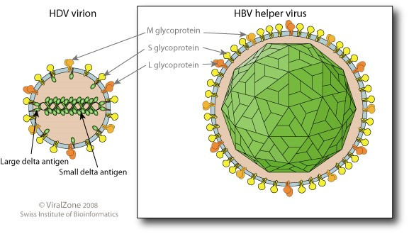 Đồng nhiễm viêm gan virus B và D tăng nguy cơ tử vong - Ảnh minh họa