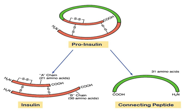 Vai trò của Peptid C trong bệnh tiểu đường - Ảnh BSCC