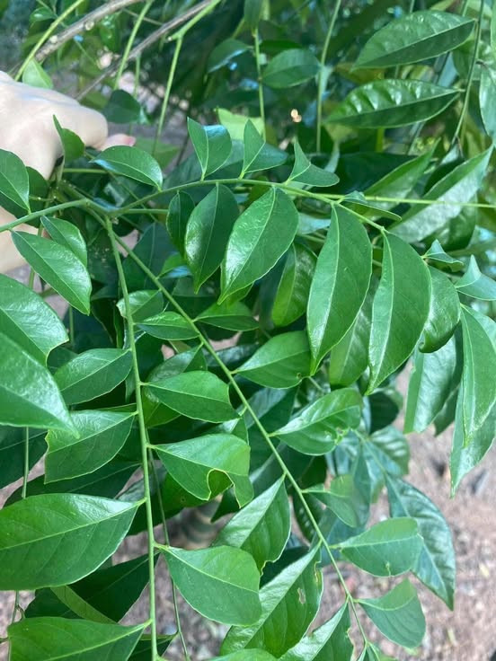 Lá mắc mật không chỉ là gia vị của món ăn mà còn là vị thuốc đông y - Ảnh BSCC