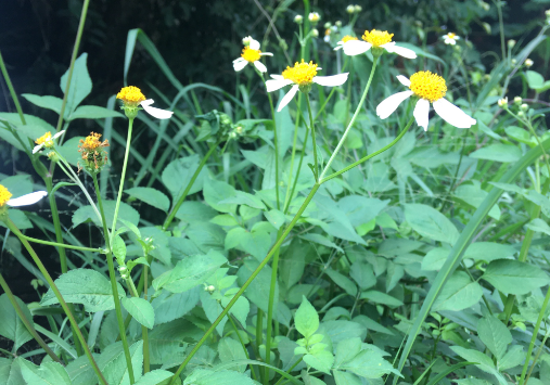 Cây xuyến chi (cúc dại) - Ảnh minh hoạ