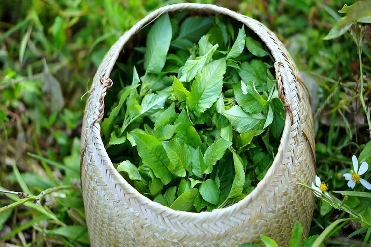 Thu hái xuyến chi làm thuốc chữa bệnh - Ảnh minh họa