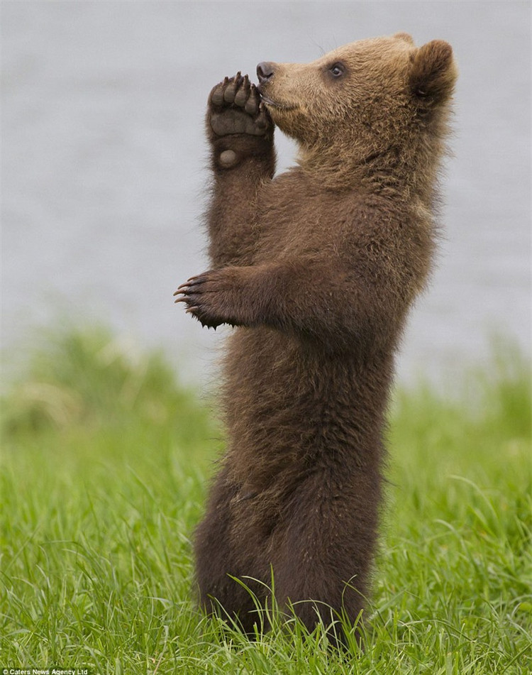 “Phát sốt” với màn biểu diễn kungfu của gấu con ảnh 4