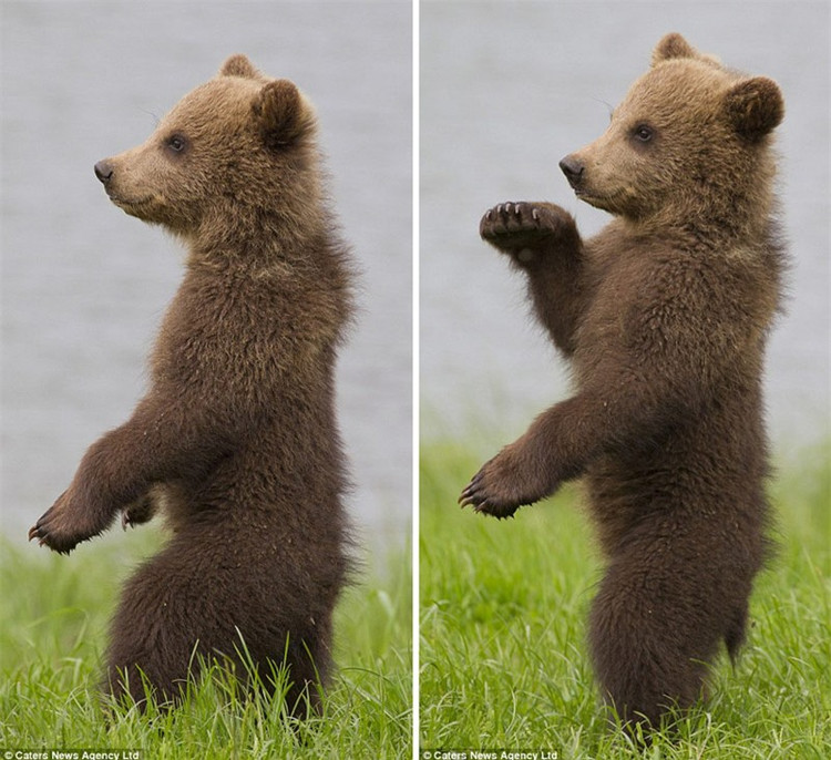 “Phát sốt” với màn biểu diễn kungfu của gấu con ảnh 2