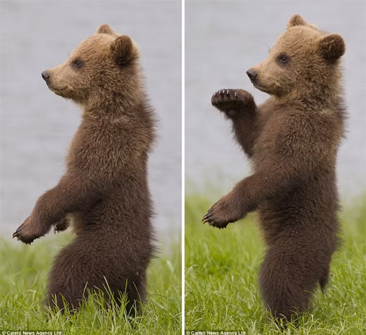 “Phát sốt” với màn biểu diễn kungfu của gấu con ảnh 2