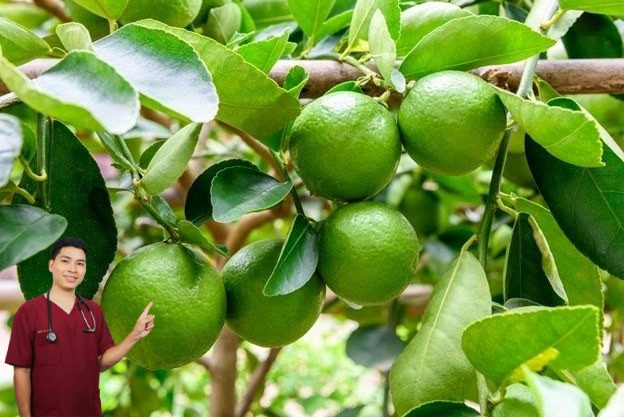 Loại quả được ví như “vàng xanh” cho sức khỏe, chữa nhiều bệnh - Ảnh BSCC