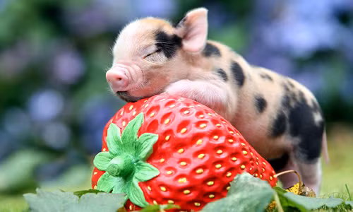 Tuổi hợi - Tin tức mới nhất 24h qua - Báo VnExpress